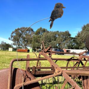 Kookaburra On A Wire